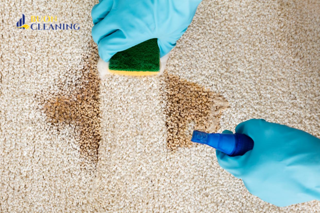 professional carpet cleaning